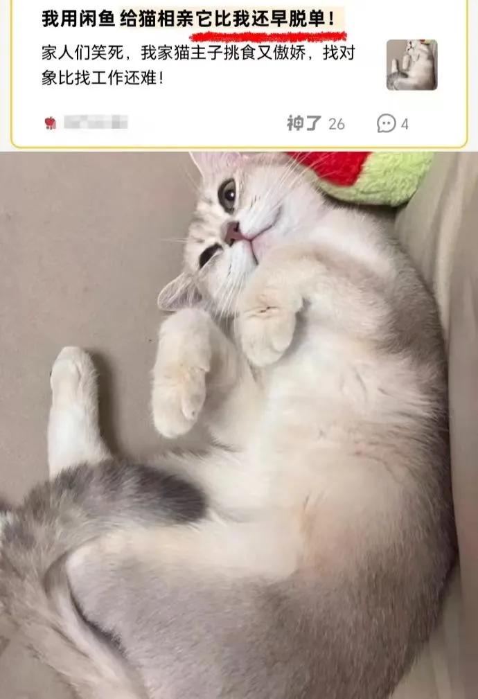 闲鱼_闲鱼 万物皆可挂 情绪商品