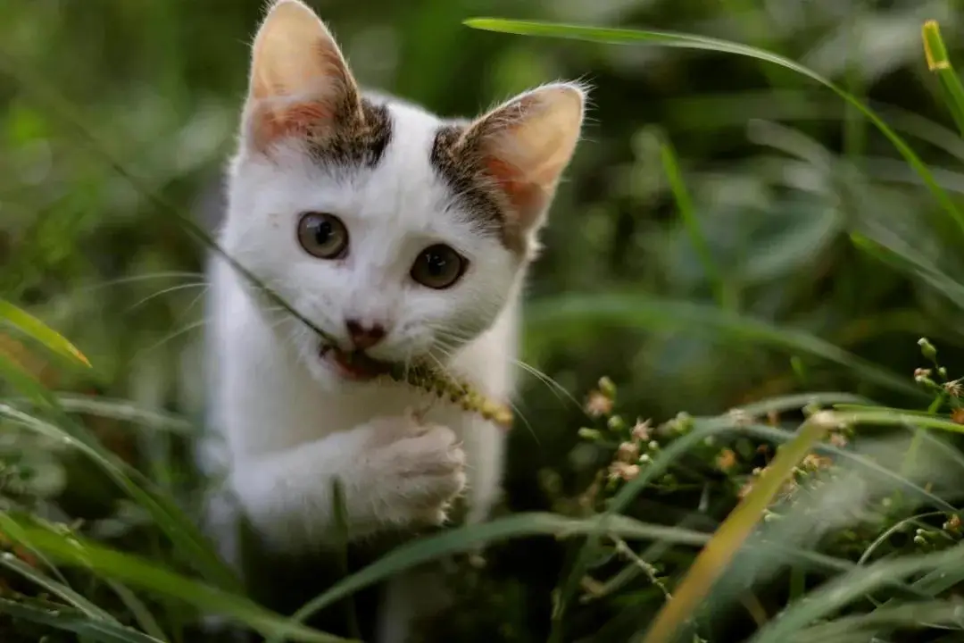 天猫618广告_天猫618_天猫618年中狂欢节