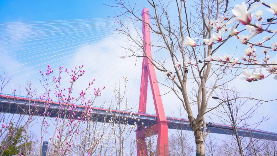 共筑杨数浦新质秀带_deepseek_杨浦区科技创新大会