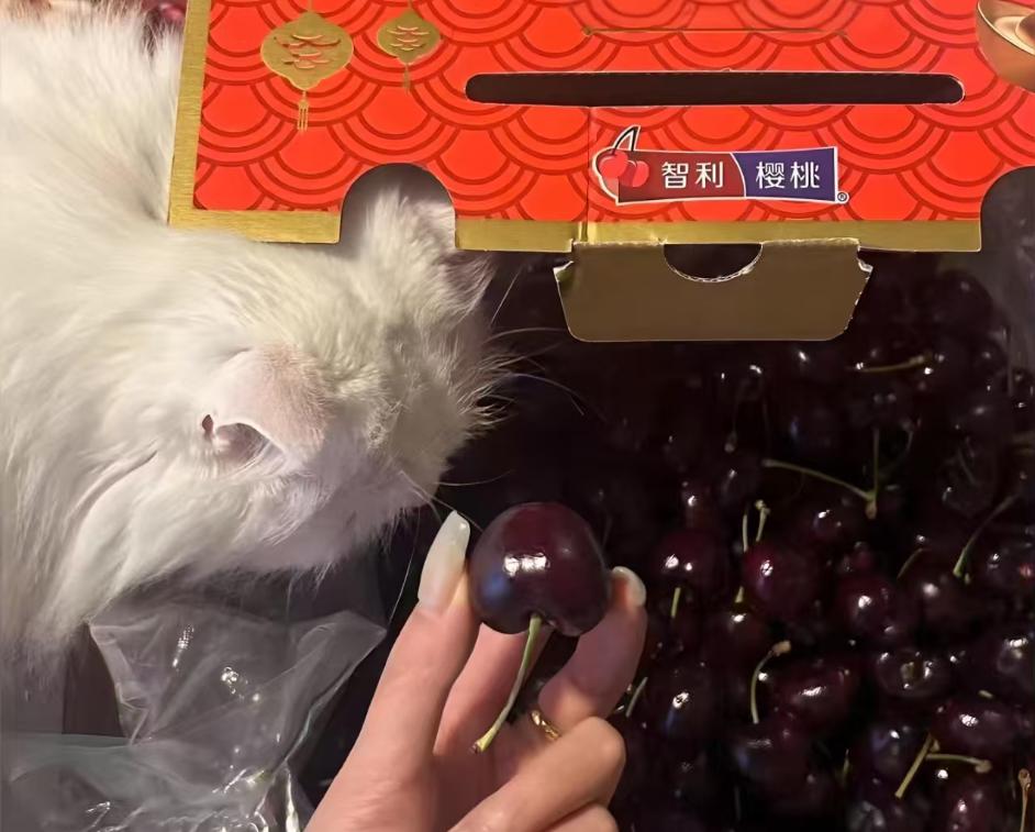 年货节优惠方式变化_电商年货节提前启动_淘宝年货节